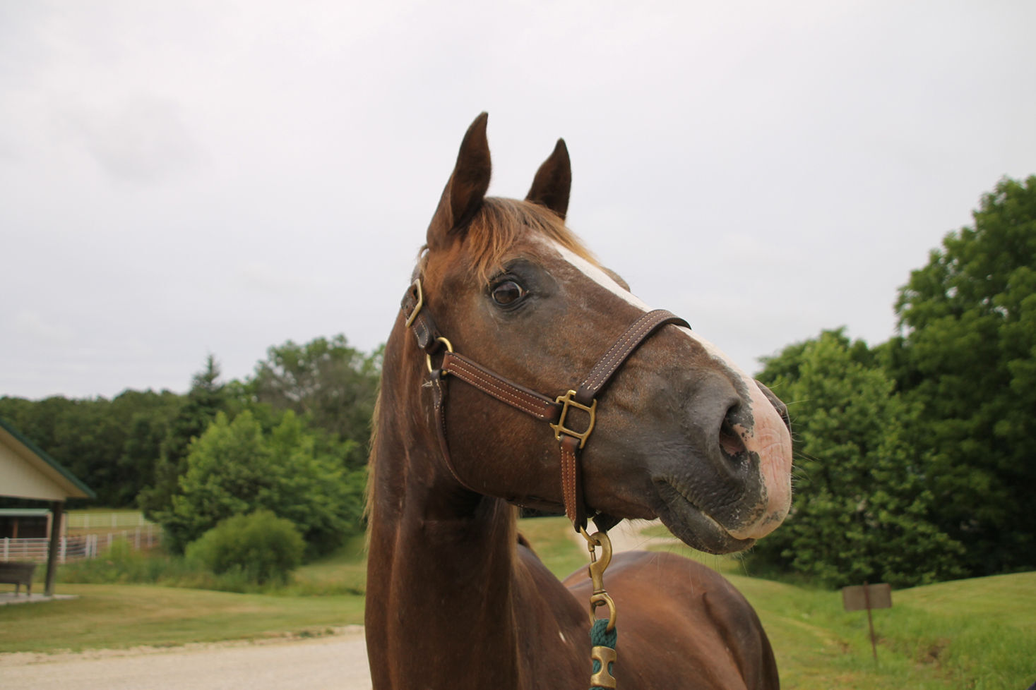 Last week's pet, still available: Hyra